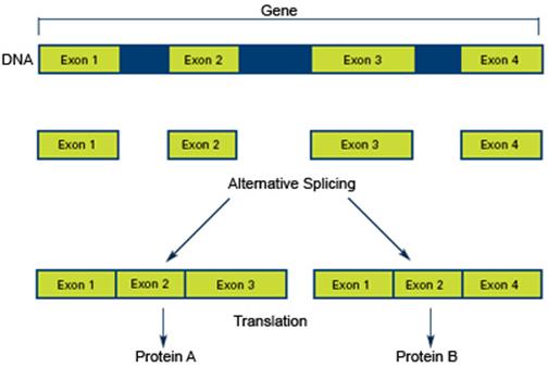 RNAm eucarionte: Corte y empalme o splicing RNAm eucarionte: Corte y empalme o splicing El splicing del RNAm es catalizado por snrnp (small nuclear RiboNuclear Particles) snrnp: Moléculas de RNA