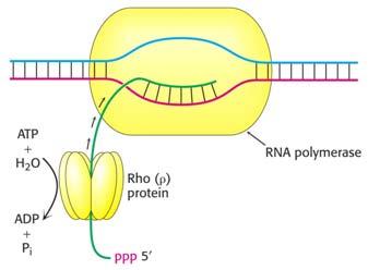 Las funciones de la subunidad σ El factor sigma selecciona los genes a transcribirse al facilitar la unión entre la RNA polimerasa y el promotor.