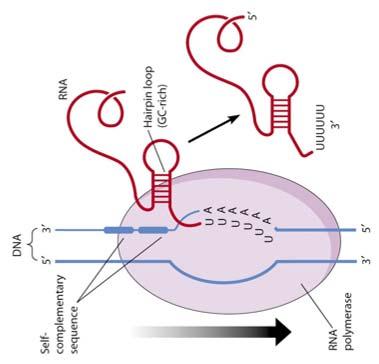 2. Mecanismo independiente de la proteína Rho La secuencia al final del gen contiene repeticiones invertidas que son complementarias y que permiten la formación de una estructura de horquilla en el