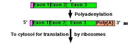 Secuencias consenso PABP Señal de corte Hidrólisis por una endonucleasa específica Adición de adeninas (50-300) por una poli-a polimerasa RNAm poliadenilado RNAm eucarionte: Corte