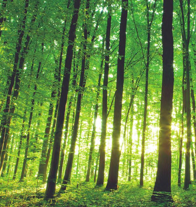 CRITERIO 3: COBERTURA BOSCOSA Actividades a ser financiadas en el territorio nacional deberán contar con el porcentaje de bosques de reservas naturales correspondiente al 25 % de bosques naturales