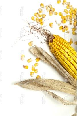 Para evitar que el maíz BT pierda capacidad de control, hay que disminuir la probabilidad de que dos insectos resistentes que eventualmente puedan sobrevivir en el lote y sobre los cuales el maíz BT