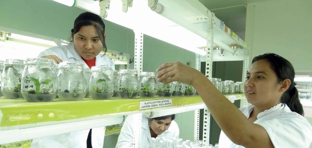 INNOVACIÓN para el éxito Programa Especial Jequetepeque - Zaña (PEJEZA) implementó un laboratorio de Biotecnología. EL DESARROLLO agrícola LA MARZO DEL 2016 AGROBANCO ENTREGÓ 63.