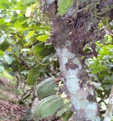 cacao por nutrientes y albergan a hongos e insectos perjudiciales, por otra parte la falta de sombra, pueden debilitar y causar quemaduras en el