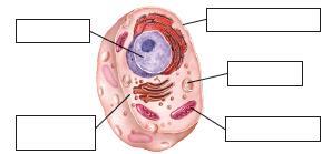 Observa estos dibujos correspondientes a una célula animal y otra vegetal. a) Indica el tipo de célula que representa cada uno y explica por qué.