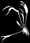 E p í f i t a 28 Guía ilustrada de las orquídeas del Valle Geográfico del río Cauca y Piedemonte Andino Bajo Acianthera capillaris (Lindl.) Pridgeon & M. W. Chase Epi., Ram.; 13-18cm; A; Neotrop.