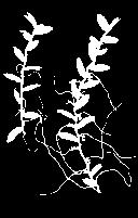 E p í f i t a 32 Guía ilustrada de las orquídeas del Valle Geográfico del río Cauca y Piedemonte Andino Bajo Campylocentrum micranthum (Lindl.) Rolfe Epi., Pend.; 25-50 cm; A; Neotrop.