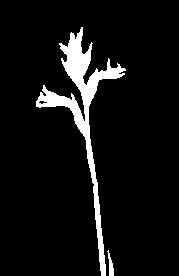 T e r r e s t r e 38 Cyclopogon elatus (Sw )Schltr Guía ilustrada de las orquídeas del Valle Geográfico del río Cauca y Piedemonte Andino Bajo Terr., Tub.; 17-40 cm; Neotrop.