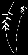 T e r r e s t r e 48 Guía ilustrada de las orquídeas del Valle Geográfico del río Cauca y Piedemonte Andino Bajo Epidendrum melinanthum Schltr Distribución Presente en Colombia y Ecuador.