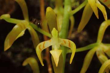 Distintiva por su inflorescencia pendular de 12 cm de longitud y con 27-39 flores. Sépalos inferiores de color verde-amarillento soldados casi completamente, ápice emarginado.