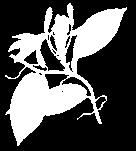 E s c a n d e n t e 86 Vanilla calyculata Schltr Guía ilustrada de las orquídeas del Valle Geográfico del río Cauca y Piedemonte Andino Bajo Bej., Esc.; 150-450 cm; A; Neotrop.