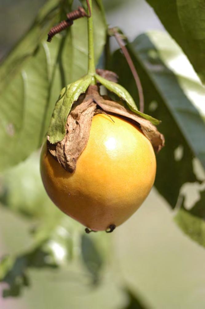 Passiflora Fruto usualmente