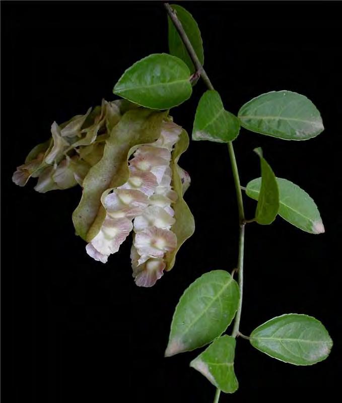 Foto por Juliana Souza Anchietea pyrifolia flores bisexuales, zigomorfas 5-meras sépalos libres, iguales pétalos libres, desiguales, el bajo espuelado o giboso