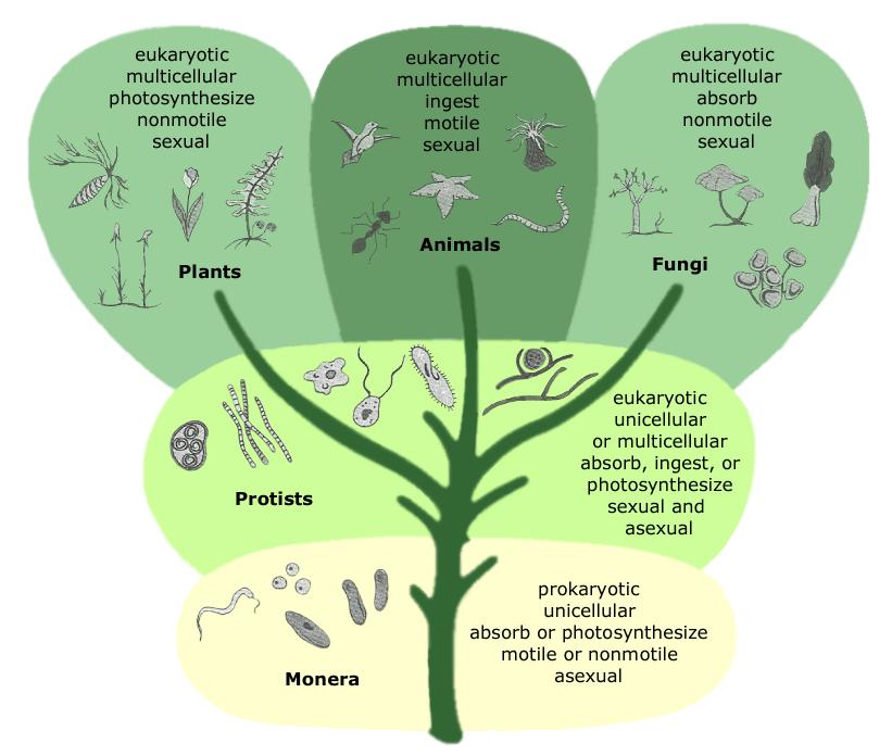 Clasificación de los cinco reinos La mayoría de los biólogos actuales reconocen estos cinco reinos: Monera, Protista, Fungi, Plantas y