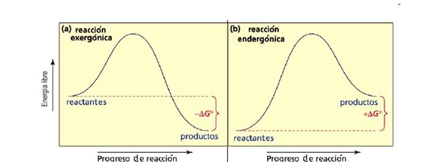 Las reacciones metabólicas pueden ser exergónicas o endergónicas G reactivos > G productos ΔG < 0 NEGATIVO