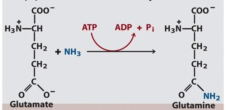 La energía liberada en la hidrólisis del ATP puede