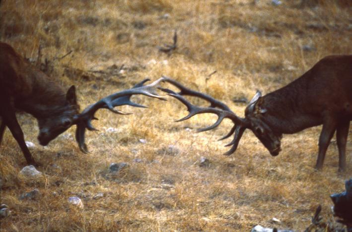 384 CAPÍTULO 15 Figura 15.10. Lucha de dos machos de ciervo (Cervus elaphus). Foto: Sebastián J. Hidalgo de Trucios. A menudo estas luchas entrañan un riesgo considerable de heridas o incluso muerte.