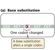 Mutaciones silenciosas: AGG CGG (mismo aa)