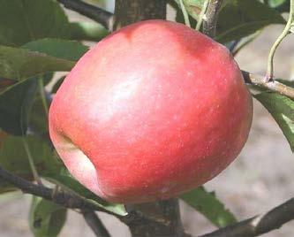 CULTIVAR Características de la fruta demandada Adaptación agroclimática Resistencia a