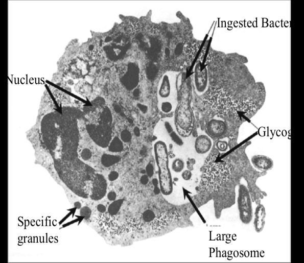 NÚCLEO Evaginación membrana plasmática LISOSOMA VESÍCULA RESIDUAL LISOSOMAS: -Son vesículas esféricas que contienen