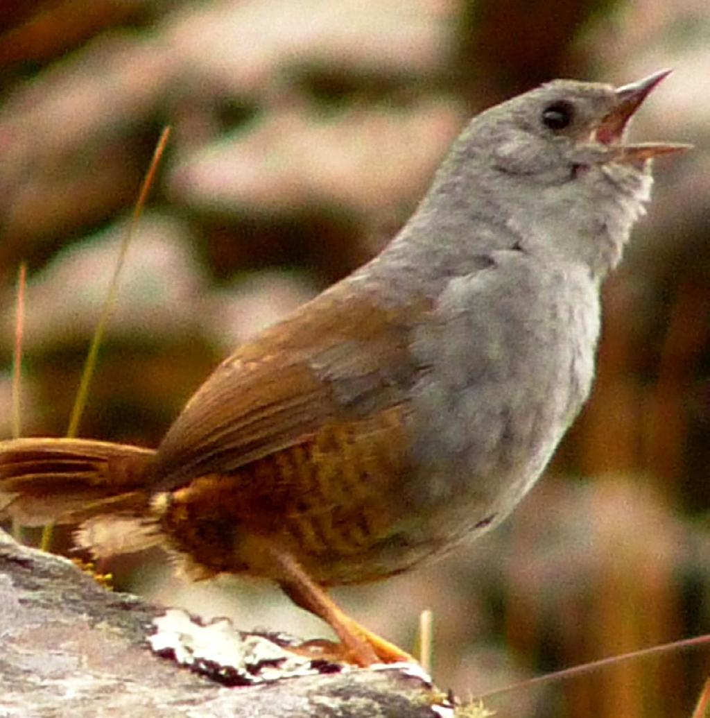 Vol. 9 Número 01-2014 Unión de Ornitólogos del Perú Boletín https://sites.google.com/site/boletinunop/ ÍNDICE Rivas M., E. (2014).