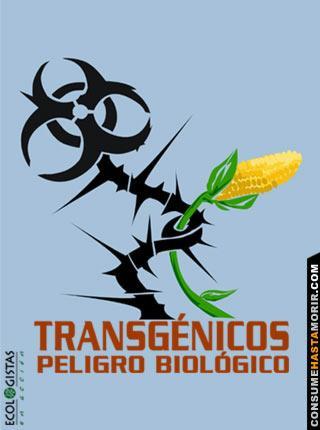 Casos de contaminación en España Navarra y Aragón en cultivos por importación semillas de soja MG no etiquetadas. En el País Vasco por piensos MG sin etiquetar para ganadería convencional.