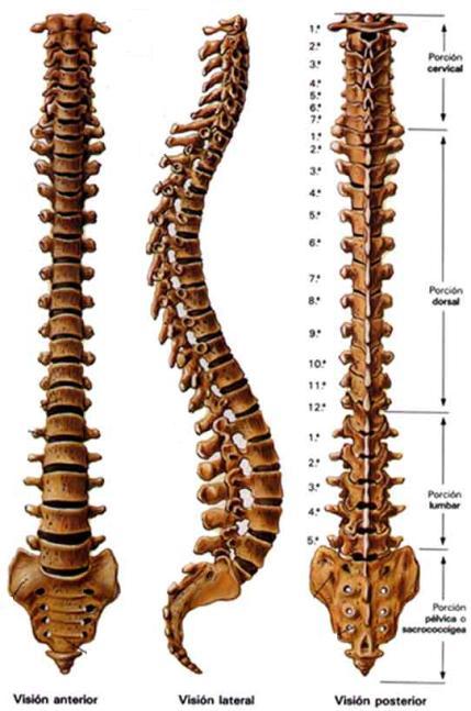 - Región coxígea 3-5 vértebras. Caracteres generales de las vértebras.- Cada vértebra presenta: Cuerpo vertebral.- Ocupa la porción anterior de la vértebra. Tiene forma cilíndrica. 2 Pedículos.