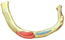 Este tubérculo está limitado por delante y por detrás por dos canales anchos y poco profundos, Por el canal anterior pasa la vena subclavia, Por el canal posterior la arteria subclavia.
