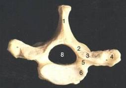 Por arriba: Una carilla o fosita costal completa para la primera costilla. Por abajo: Una semicarilla fosita para la segunda costilla. 2. Décima dorsal.