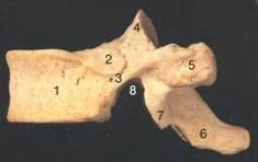 Además falta la fosita o carilla costal en las apófisis transversas. Las apófisis articulares inferiores de la duodécima son semejantes a las apófisis articulares inferiores de las vértebras lumbares.