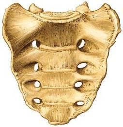 Las vértebras sacras 2 da, 3 ra y 4 ta prestan inserción al músculo piriforme o piramidal, por fuera y debajo de los agujeros sacros 2 do. y 3 ro. - Cara dorsal o posterior.- Convexa y muy irregular.
