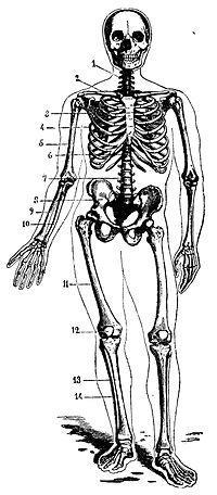 SISTEMA OSEO El esqueleto humano es el conjunto de huesos que proporciona al cuerpo humano una firme estructura (locomoción, protección, etc.).