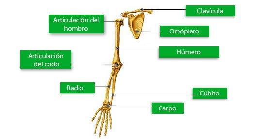 A- Huesos del hombro El hombro está formado por la clavícula y el omóplato. Al conjunto de huesos que forman los hombres se le conoce con el nombre de cintura escapular.