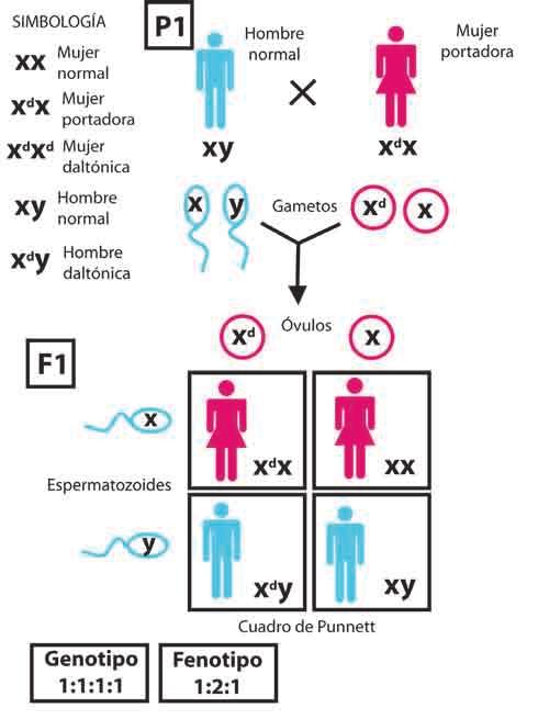 Figura 8 Otro elemento a considerar respecto de la herencia es que, antes de producirse los gametos, durante el proceso de meiosis, los cromosomas realizan una recombinación, es decir, los cromosomas