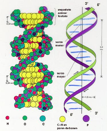 - En el ARN las bases (B) son Adenina, Citocina, Uracilo y Guanina y el azúcar es la Ribosa (por eso se denomina Ácido Ribonucleico).