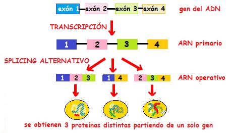 los genes de funciones relacionadas se depositan unos junto a otros. Operón: 1. Gen regulador: controla el momento o velocidad de transcripción de otros genes. 2.