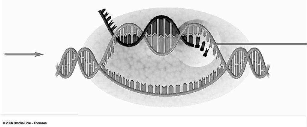 -La transcripción es iniciada por un Promotor: Una secuencia de bases en el ADN que señala el inicio de un gen.