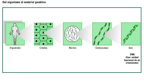 químicas del material genético.