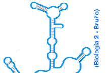 ORGANIZACIÓN EN EL ARN ARN MENSAJERO (ARN m )