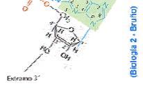un grupo metil-guanosina unido al trifosfato, y el