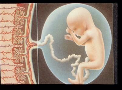 principio del periodo fetal.