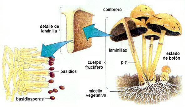 mientras que la raíz es sólo una parte especializada de la planta. El micelio y las setas que produce no contienen clorofila como las plantas.