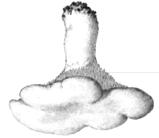 Las Clavariáceas (con formas de coral o ramitas).
