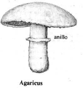 Las especies ligeramente tóxicas (grupo del Agaricus xanthodermus) tienen en común la tendencia a amarillear al roce, sobre todo en la base del pie y el olor desagradable como de tinta o yodo.