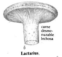 Carne granulosa al partir Presencia de látex al romper Lactarius (como tiza húmeda) 3.- Orden RUSSULALES (Pie y sombrero Ausencia bien de diferenciados. látex al romper Láminas.