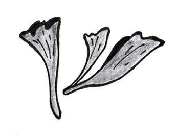 4.- Orden APHYLLOPHORALES Familia CANTHARELLACEAS Principales géneros: Cantharellus cuyo himenóforo en la cara inferior del sombrero está formado por pequeños pliegues romos poco salientes (no llegan