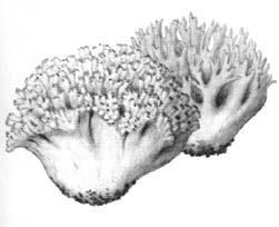 Existe también el género Pseudocraterellus con aspecto de Craterellus de muy pequeñas dimensiones y distinta microscopía.