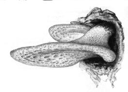 En este género la parte carnosa que sirve de pie es estéril y no se transforma como la gleba. Ej: Lycorpedon perlatum.