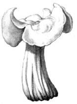 Gyromitra esculenta, considera antaño comestible, sin embargo puede provocar graves intoxicaciones, sobre todo si no se hierve o deseca bien, e incluso así no debe consumirse por el carácter