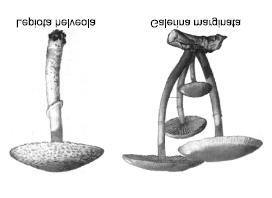 - En cuanto a la Lepiota brunneoincarnata y otras pequeñas lepiotas tóxicas (L. helveola, L. castanea, L. josserandii, etc), recordar que estas lepiotas no sobrepasan los 6-8 cm.
